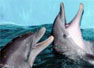 Dolphins